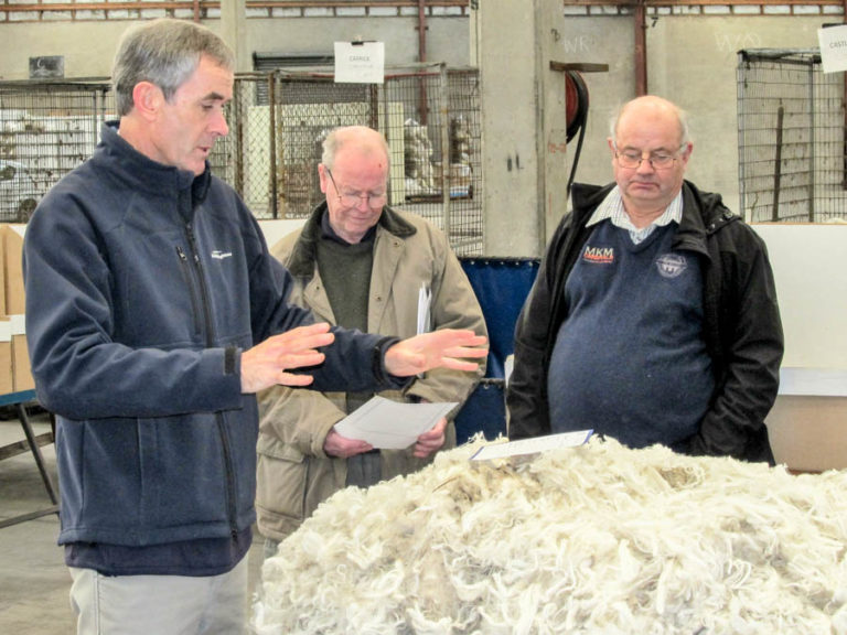 Gallery Wool Classers Association 2596